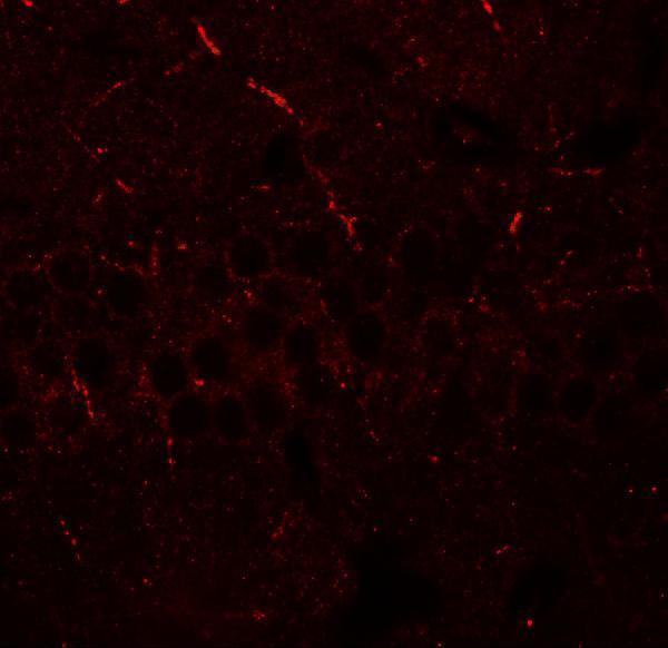 Immunofluorescence of ERAP1 in mouse brain tissue with ERAP1 antibody at 20 μg/mL