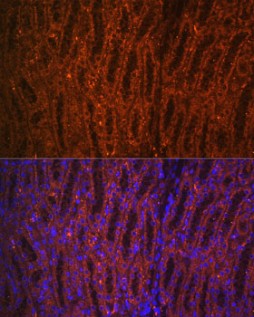 Immunofluorescence analysis of rat kidney using PCK1 Rabbit pAb  at dilution of 1:100 