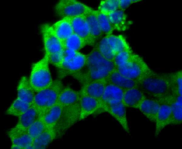 ICC staining PCK1 in 293T cells (green)