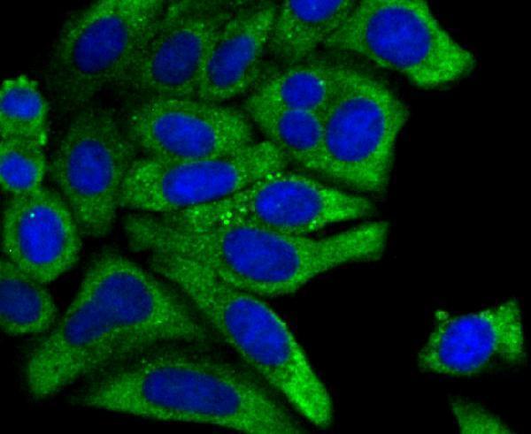ICC staining PCK1 in HepG2 cells (green)
