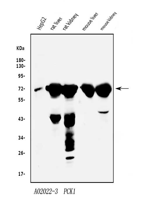 a02022 3 pck1 primary antibodies wb testing 1_1