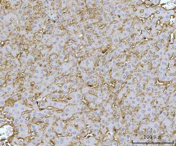 a02025 1 mthfd1 primary antibodies ihc testing 7