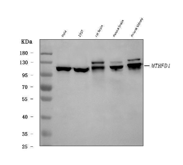  Western blot analysis of MTHFD1 using anti-MTHFD1 antibody (A02025-1)