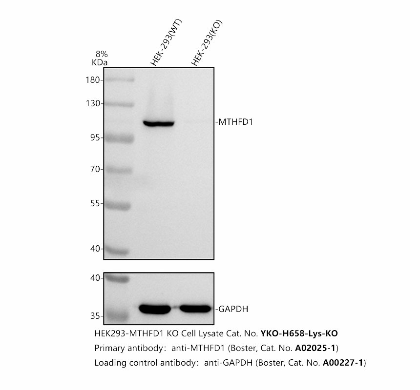 a02025 1 mthfd1 primary antibodies wb testing 2