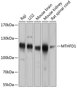 a02025 mthfd1 primary antiboties wb testing 1