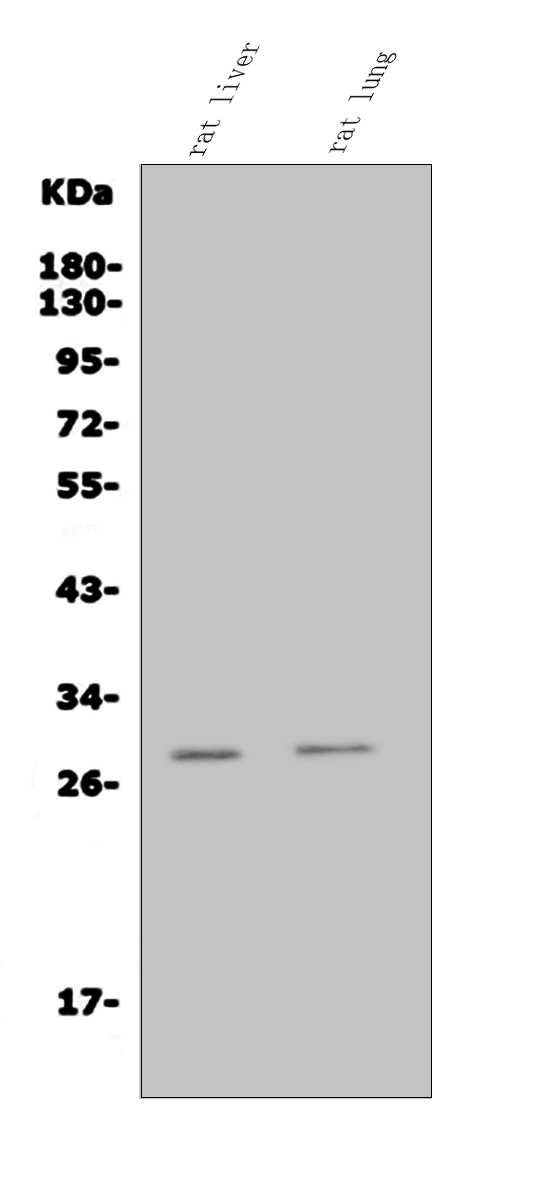 a02026 1 insig1 primary antibodies wb testing 1
