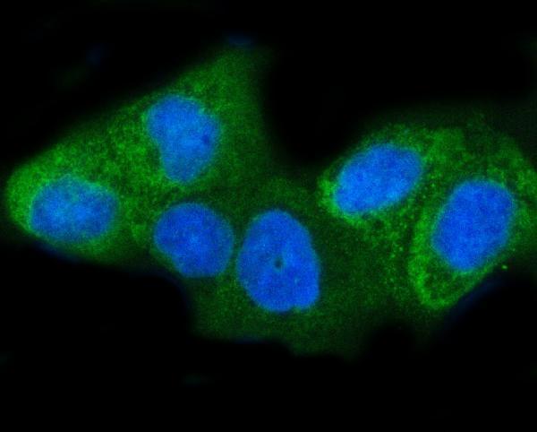  IF analysis of INSIG1 using anti-INSIG1 antibody (A02026-2)