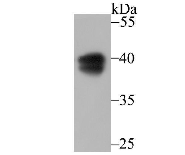 Western blot analysis of PON2 on A549 cell lysate using anti-PON2 antibody at 1/1,000 dilution