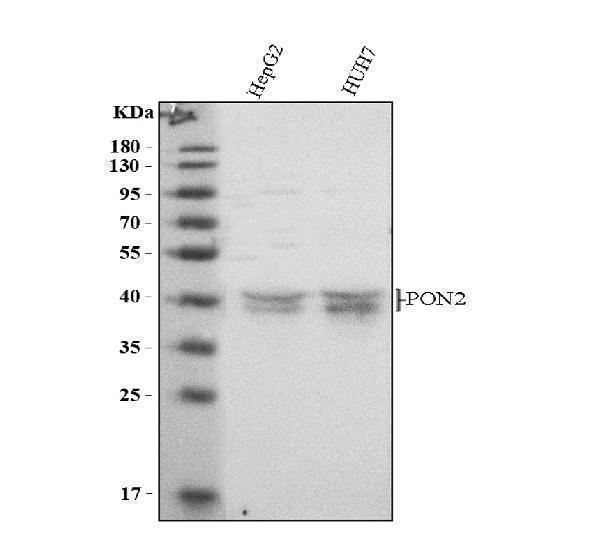 Western blot analysis of PON2 using anti-PON2 antibody (A02027-2)