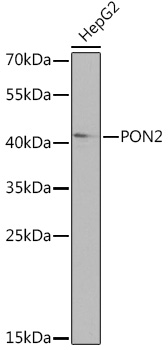 Western blot analysis of extracts of  HepG2 cells, using PON2 Rabbit pAb  at 1:1000 dilution