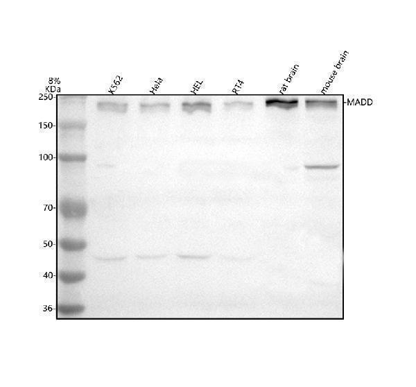 a02030 1 madd primary antibodies wb testing 1