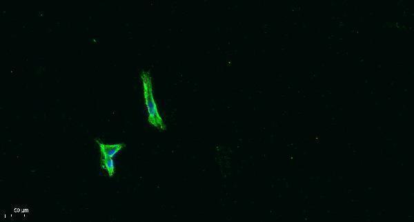 Immunofluorescence analysis of A549