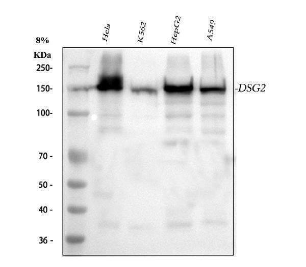 a02035 dsg2 primary antibodies wb testing 1_1