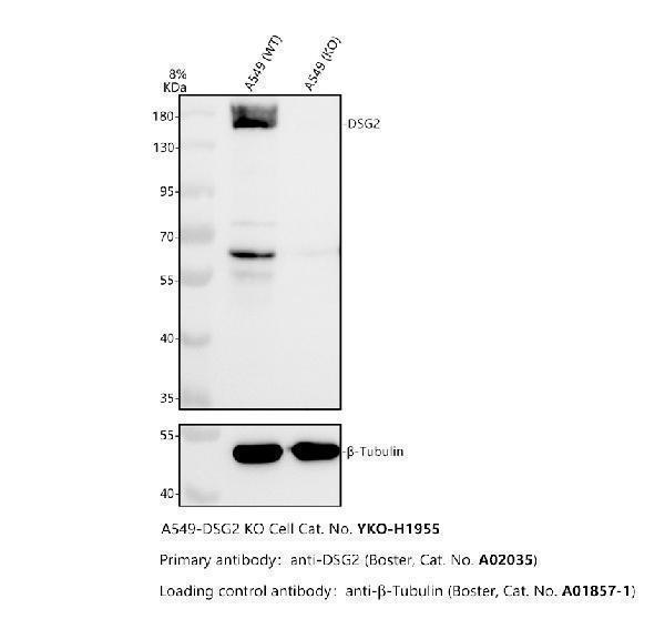 a02035 dsg2 primary antibodies wb testing 2
