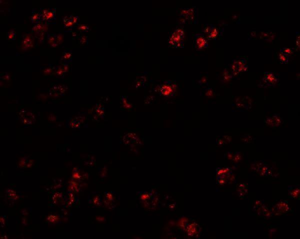 Immunofluorescence of CCL17 in human spleen tissue with CCL17 antibody at 20 μg/ml