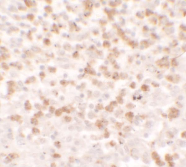 Immunohistochemistry of CCL17 in human spleen tissue with CCL17 antibody at 5 μg/ml