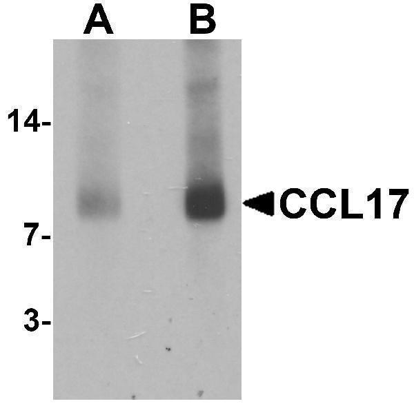 Western blot analysis of CCL17 in rat spleen tissue lysate with CCL17 antibody at (A) 1 and (B) 2 μg/mL
