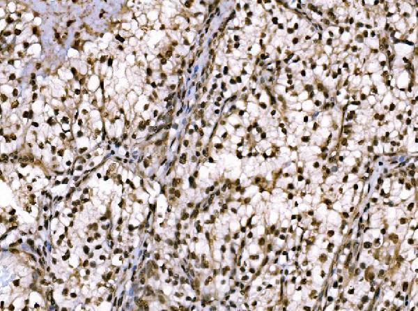 a02038 2 jun primary antibodies ihc testing 4