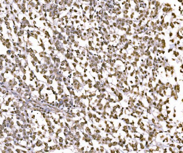 a02038 2 jun primary antibodies ihc testing 6