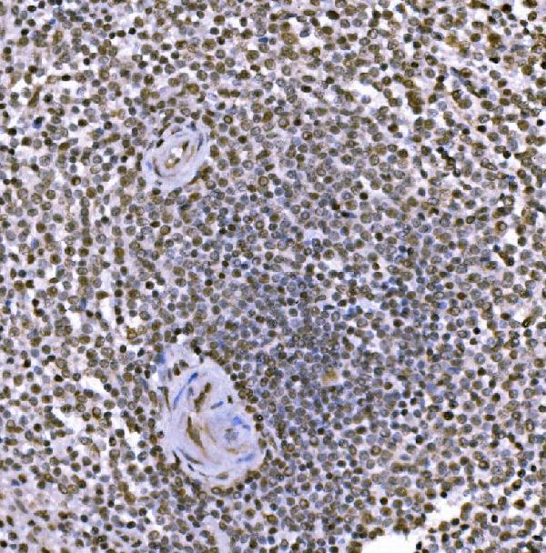 a02038 2 jun primary antibodies ihc testing 7