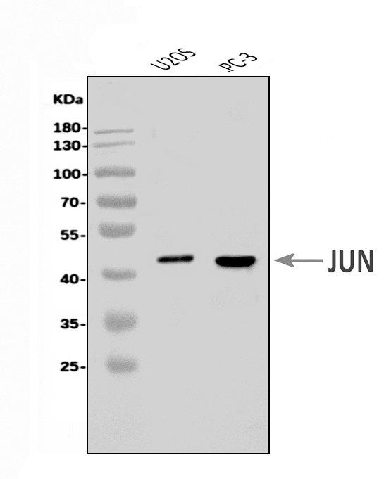  Western blot analysis of c-Jun/JUN using anti-c-Jun/JUN antibody (A02038-2)