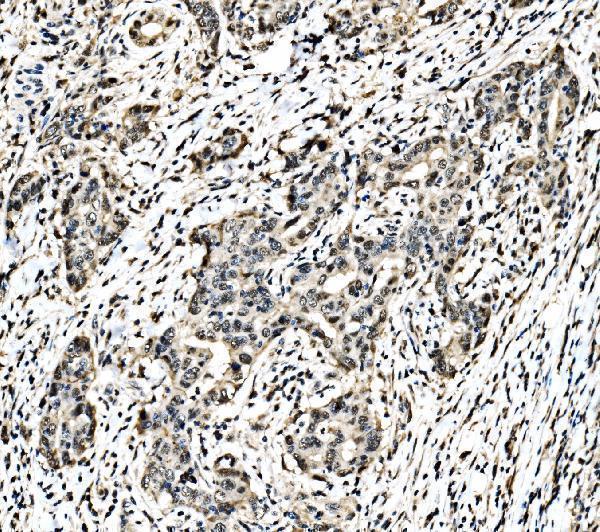 a02038 3 jun primary antibodies ihc testing 3