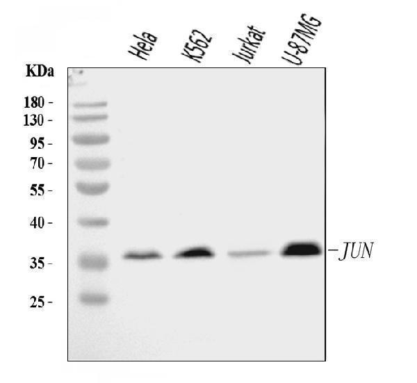  Western blot analysis of C-Jun/JUN using anti-C-Jun/JUN antibody (A02038-3)