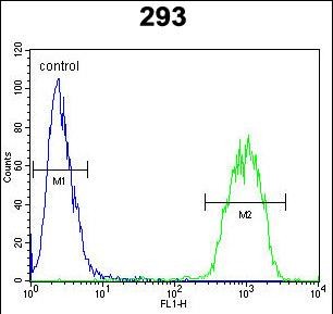 a02038 anti jun antibody c term fc testing 3