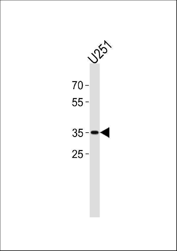 a02038 anti jun antibody c term wb testing 1