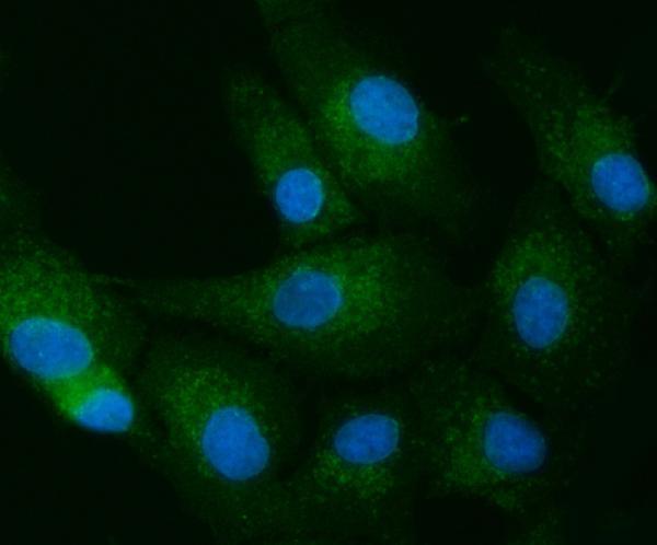 a02039 1 tollip primary antibodies if testing 5