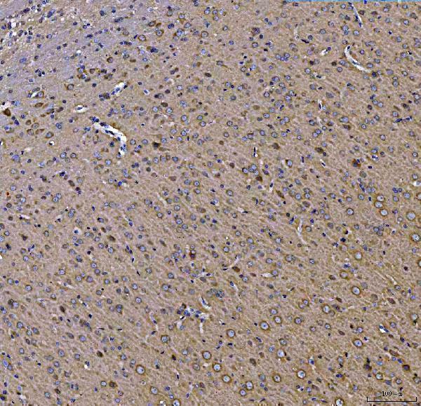 a02039 1 tollip primary antibodies ihc testing 4