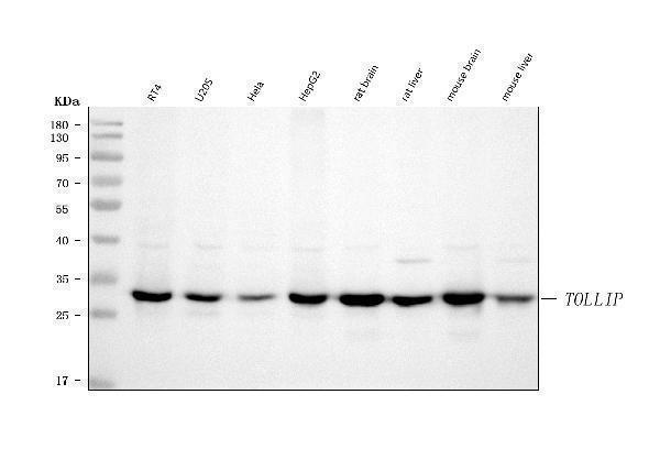  Western blot analysis of TOLLIP using anti-TOLLIP antibody (A02039-1)
