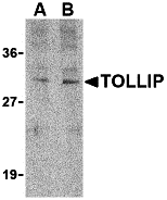 Western blot analysis of TOLLIP in rat brain cell lysate with TOLLIP antibody at (A) 1 and (B) 2 μg/mL