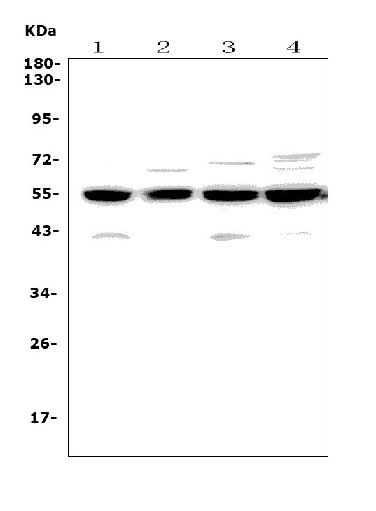 a02040 1 ccnb2 primary antibodies wb testing 1