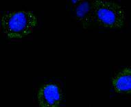 ICC staining Cyclin B2 in Hela cells (green)