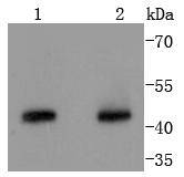 Western blot analysis of Cyclin B2 on different lysates using anti-Cyclin B2 antibody at 1/1,000 dilution