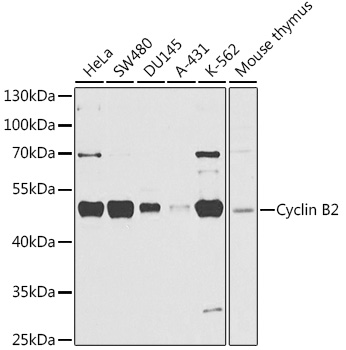 Western blot analysis of extracts of various cell lines, using Cyclin B2 antibody  at 1:1000 dilution