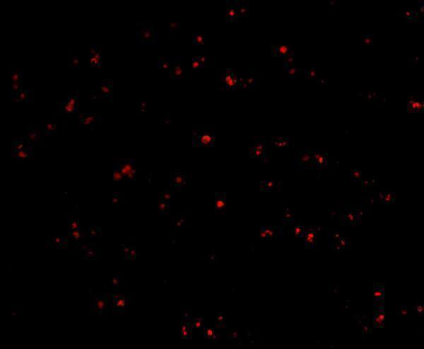 a02041 1 ifnb1 primary antibodies if testing 5
