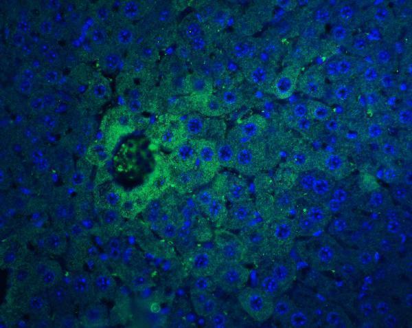 a02041 1 ifnb1 primary antibodies if testing 7