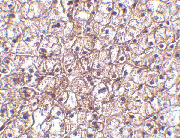 a02041 1 ifnb1 primary antibodies ihc testing 4