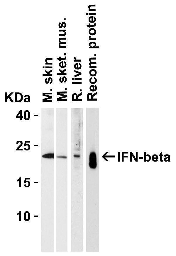 Western Blot Validation in Multiple Tissues and Recombinant Protein
Loading: 15 μg of lysates per lane
