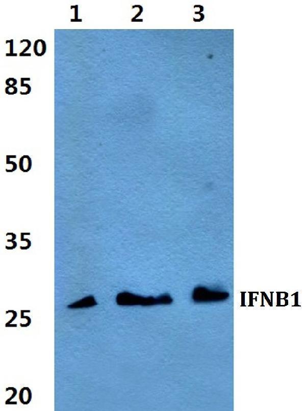 a02041 2 ifnb1 primary antiboties wb testing 1