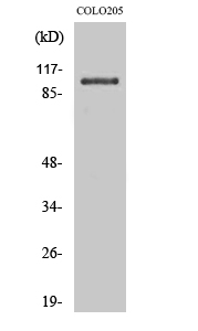 a02042 ocrl primary antibodies wb testing 2