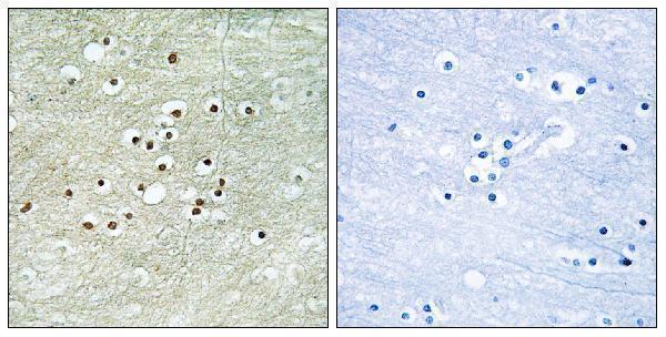 a02045 1 npas4 primary antibodies ihc testing 1