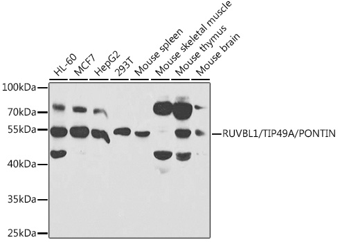 Western blot analysis of extracts of various cell lines, using RUVBL1/TIP49A/PONTIN antibody  at 1:1000 dilution