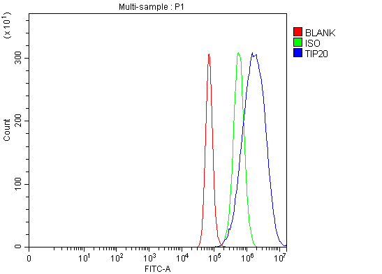a02049 2 ruvbl1 primary antibodies fcm testing 10_1