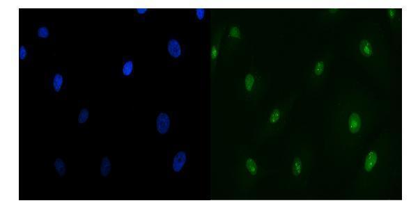 a02049 2 ruvbl1 primary antibodies if testing 8