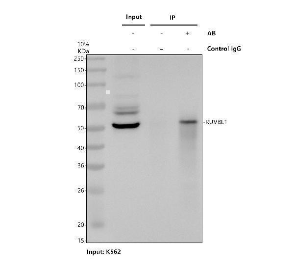 a02049 2 ruvbl1 primary antibodies ip testing 1