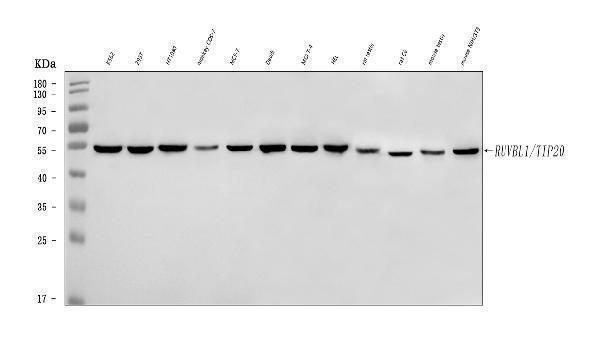  Western blot analysis of TIP49A/RUVBL1 using anti-TIP49A/RUVBL1 antibody (A02049-2)