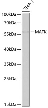 Western blot analysis of extracts of THP-1 cells, using MATK antibody  at 1:1000 dilution
